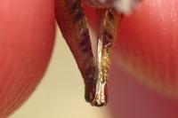 Tetrix subulata