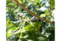 Phaneroptera nana