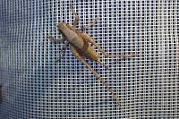 Pholidoptera griseoaptera