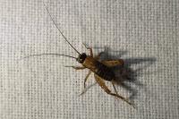 Nemobius sylvestris