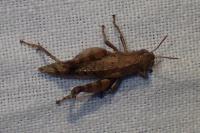 Pezotettix giornae