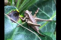 Pholidoptera griseoaptera