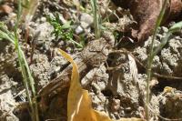 Oedipoda caerulescens