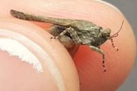 Paratettix meridionalis