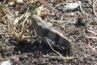 Oedipoda caerulescens