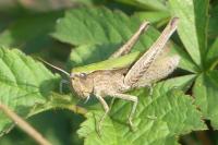 Chorthippus dorsatus