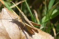 Gomphocerippus biguttulus