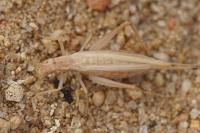 Oecanthus pellucens