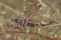 Platycleis affinis