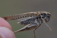 Platycleis affinis