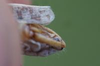 Calliptamus barbarus