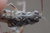 Dociostaurus genei