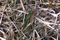 Chorthippus dorsatus