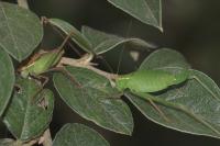 Leptophyes punctatissima