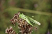 Tettigonia viridissima