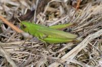Chorthippus dorsatus