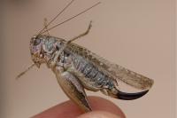 Platycleis albopunctata