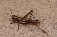 Euchorthippus declivus