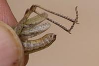Omocestus rufipes