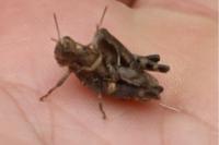 Pezotettix giornae