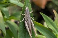 Euchorthippus elegantulus