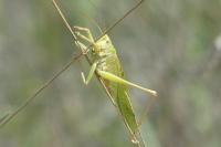 Tettigonia viridissima