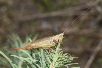Conocephalus fuscus