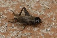 Eumodicogryllus bordigalensis