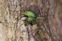 Leptophyes punctatissima