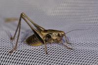Pholidoptera griseoaptera