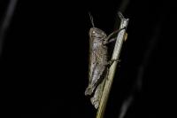 Pezotettix giornae