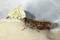 Calliptamus barbarus