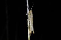 Euchorthippus elegantulus