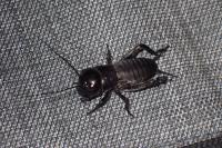Gryllus campestris