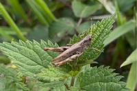 Gomphocerippus rufus