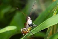 Gomphocerippus rufus