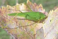 Phaneroptera nana