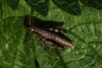 Pezotettix giornae