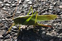 Tettigonia viridissima