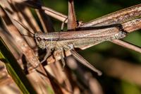 Mecostethus parapleurus