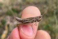 Euchorthippus elegantulus