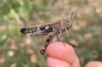 Aiolopus strepens