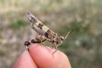 Oedipoda caerulescens