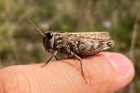 Calliptamus barbarus