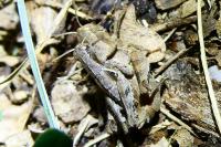 Pezotettix giornae