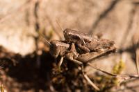 Pezotettix giornae