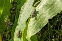 Pezotettix giornae