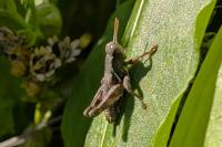 Pezotettix giornae