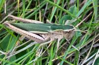 Chorthippus dorsatus