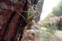 Ephippiger diurnus
